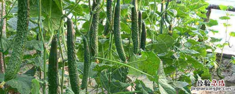 秋季露地黄瓜种植技术 露地秋黄瓜种植时间