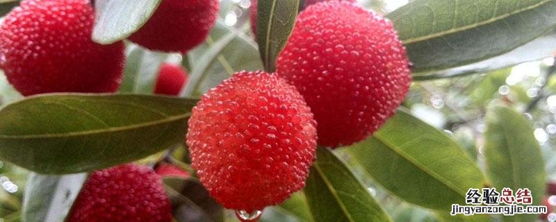 杨梅树的种植技术施什么肥 杨梅树的种植技术