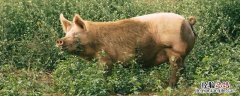 300斤活猪能出多少肉 300斤活猪杀多少斤肉