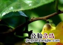 金莲花的功效与作用 金花的功效与作用