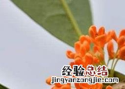 金桂花的功效与作用及禁忌 金桂花的功效与作用及禁忌是什么