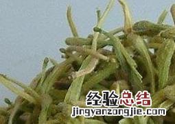 黄金花功效与作用 金跟花的功效与作用