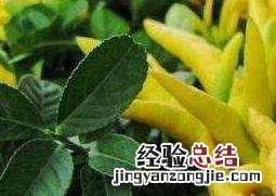 金佛手花的功效与作用 金佛手花的功效与作用图片