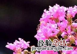 紫薇花冬天怎么养护和浇水 紫薇花冬天怎么养
