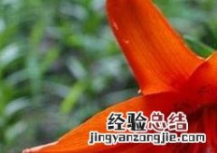 金百合的功效作用是什么 金百合花的作用与功效