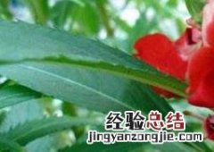 指甲花的功效与作用 指甲花的功效与作用 竟能治这种病