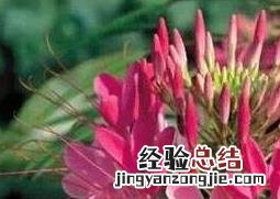 醉蝶花图片高清大图 醉蝶花图片