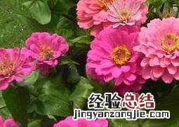 最好养活的草本花有哪些图片 最好养活的草本花有哪些