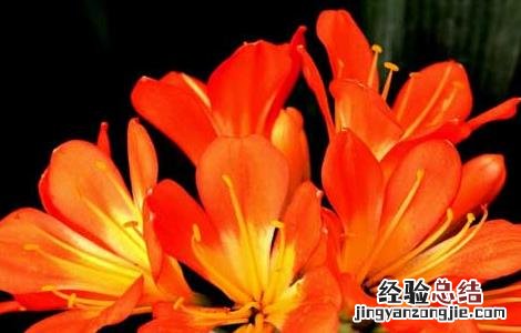 君子兰放在卧室好吗 君子兰适合在卧室放吗