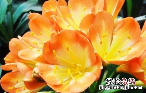 君子兰放在卧室好吗 君子兰适合在卧室放吗