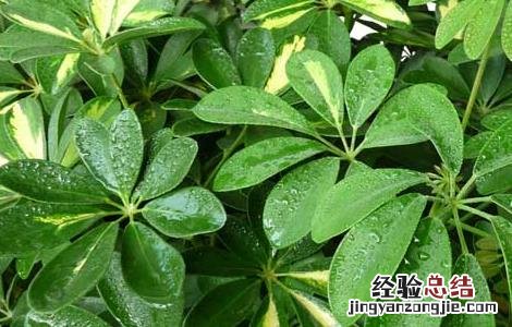 发财树摆放在哪里最好 发财树摆放在哪里好