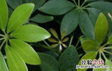 发财树摆放在哪里最好 发财树摆放在哪里好