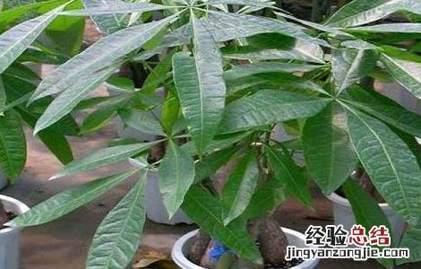 发财树摆放在哪里最好 发财树摆放在哪里好