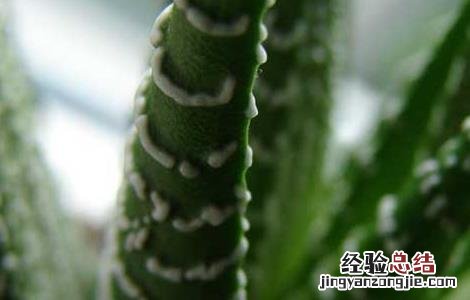 芦荟胶的功效与作用 芦荟胶的功效与作用可以长期用吗