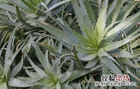 芦荟胶的功效与作用 芦荟胶的功效与作用可以长期用吗