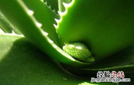 芦荟胶的功效与作用 芦荟胶的功效与作用可以长期用吗