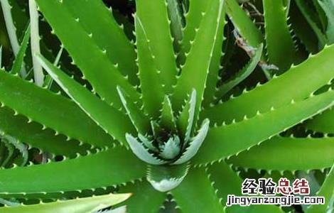 芦荟胶的功效与作用 芦荟胶的功效与作用可以长期用吗