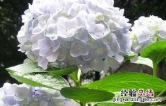 绣球花可以放在室内吗 绣球花可以放屋里吗