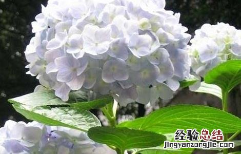 绣球花可以放在室内吗 绣球花可以放屋里吗