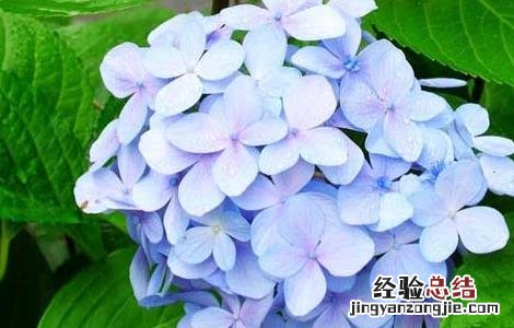 绣球花可以放在室内吗 绣球花可以放屋里吗