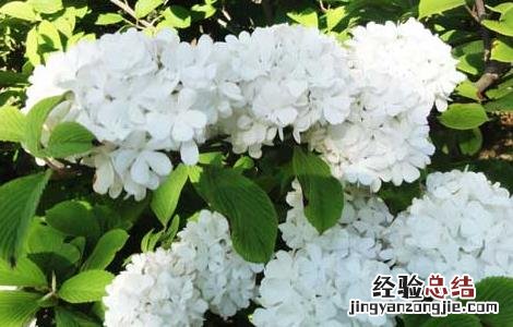绣球花可以放在室内吗 绣球花可以放屋里吗