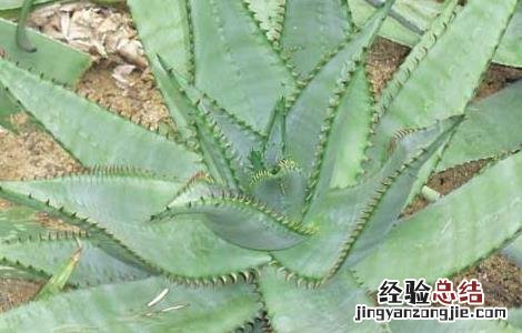 芦荟涂在脸上有什么作用 芦荟直接涂脸上有什么效果