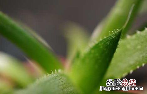 芦荟涂在脸上有什么作用 芦荟直接涂脸上有什么效果