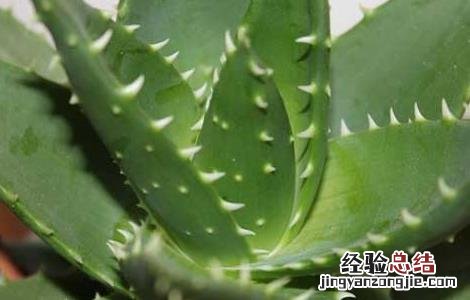 芦荟涂在脸上有什么作用 芦荟直接涂脸上有什么效果