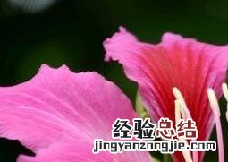 紫荆花怎么养殖 紫荆花的养殖方法