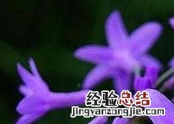 紫娇花怎么繁殖视频 紫娇花怎么繁殖