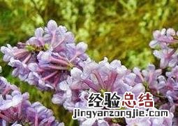 九龙花的功效和药用价值是什么 九龙花的功效和药用价值