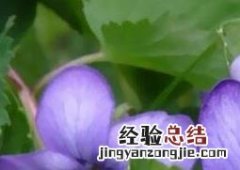 紫罗兰花图片 紫藤紫罗兰花图片