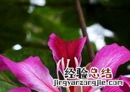 紫荆花如何修剪造型 紫荆花如何修剪
