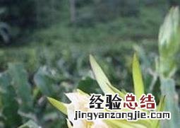 剑花的功效 仙人剑花的功效