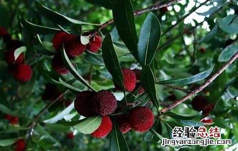 杨梅用盐水泡多久? 杨梅用盐水泡多久