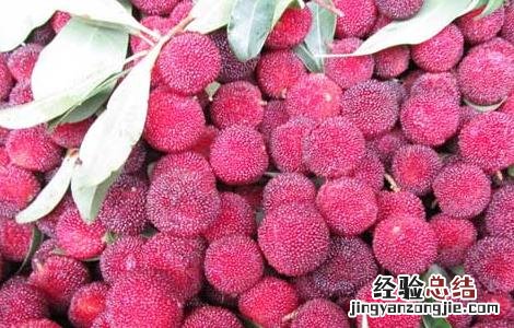 杨梅用盐水泡多久? 杨梅用盐水泡多久