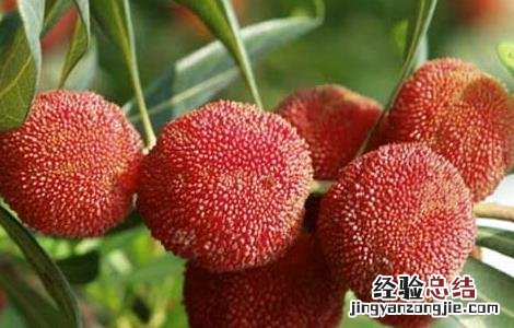 杨梅用盐水泡多久? 杨梅用盐水泡多久