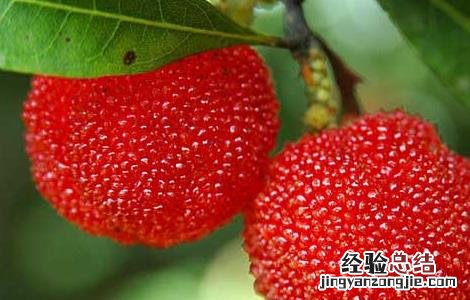 杨梅用盐水泡多久? 杨梅用盐水泡多久