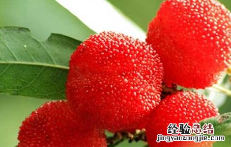 杨梅虫可以吃吗有毒吗 杨梅虫可以吃吗