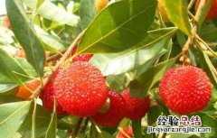 杨梅虫可以吃吗有毒吗 杨梅虫可以吃吗