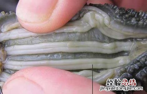 人造海参有什么危害 人造海参有什么危害吗