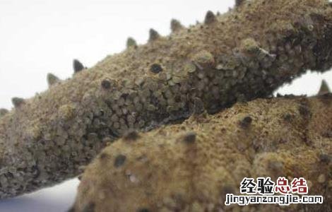 人造海参有什么危害 人造海参有什么危害吗
