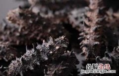 人造海参有什么危害 人造海参有什么危害吗