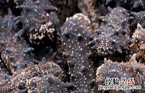 纯淡干海参的泡发方法 淡干海参的发泡方法