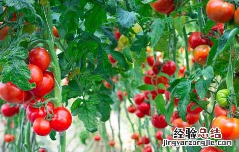 西红柿怎么吃减肥效果最好 西红柿怎样减肥最有效