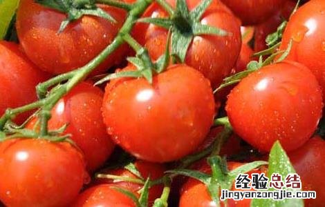 西红柿怎么吃减肥效果最好 西红柿怎样减肥最有效