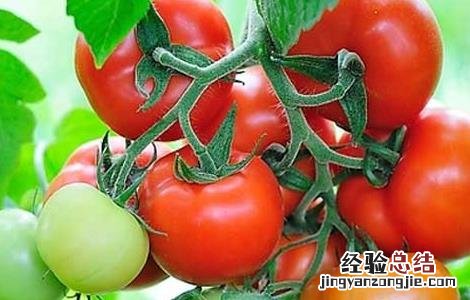 西红柿怎么吃减肥效果最好 西红柿怎样减肥最有效
