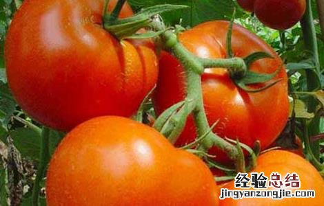西红柿怎么吃减肥效果最好 西红柿怎样减肥最有效