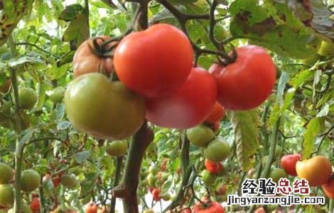 空腹吃西红柿好不好 空腹吃西红柿不好吗
