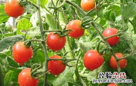 空腹吃西红柿好不好 空腹吃西红柿不好吗